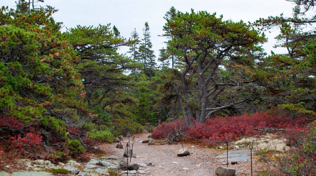 Wonderland trail in Acadia