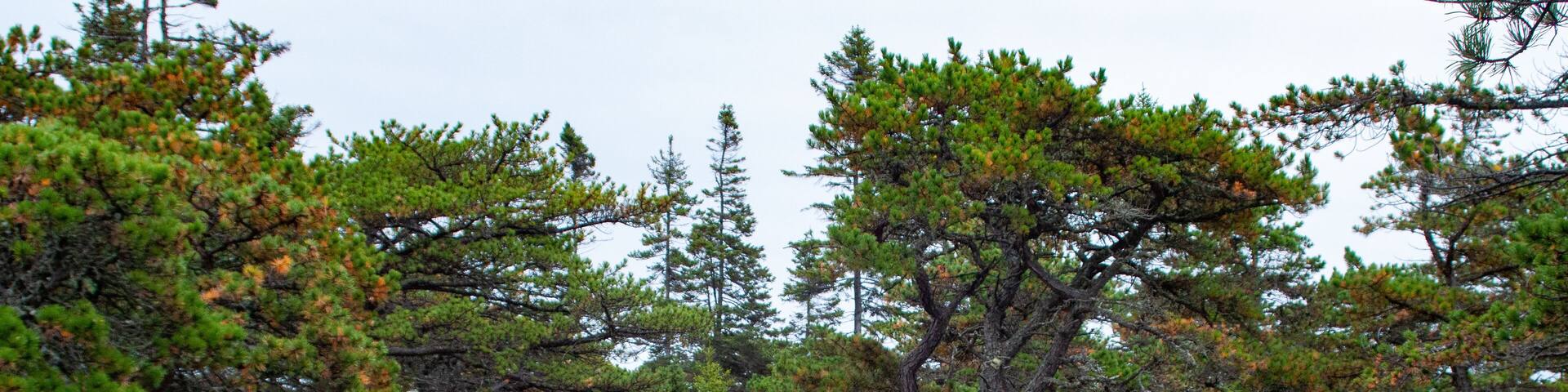 Wonderland trail in Acadia