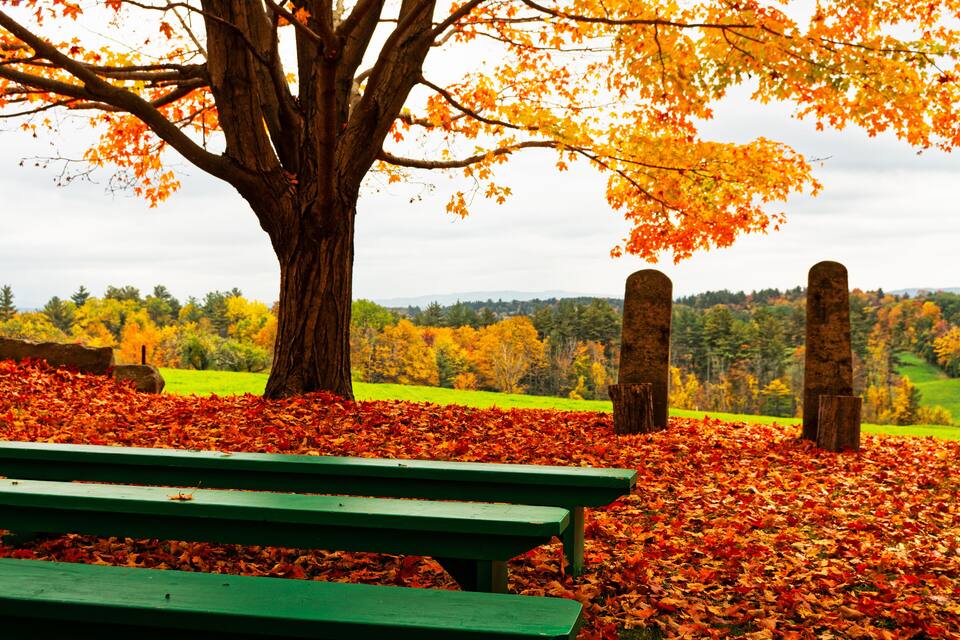 Un banco en un parque rodeado de hojas otoñales, un árbol grande y una vista distante de un paisaje verde con colinas.