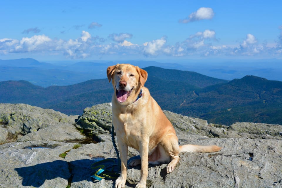 A dog sitting on a rocky mountain peak with a scenic view of distant mountains and a clear sky.