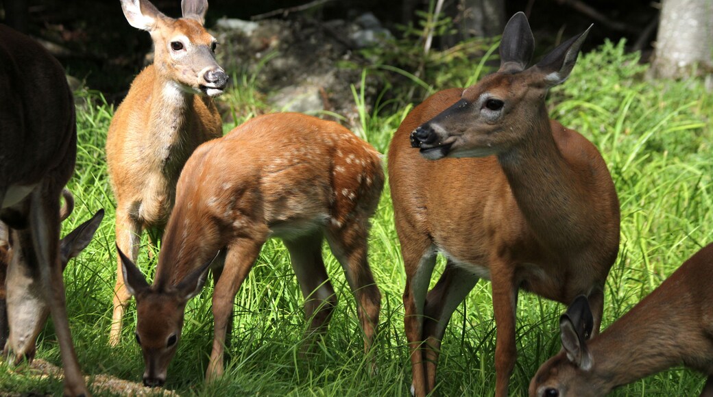 Parc de Vida Salvatge de Maine