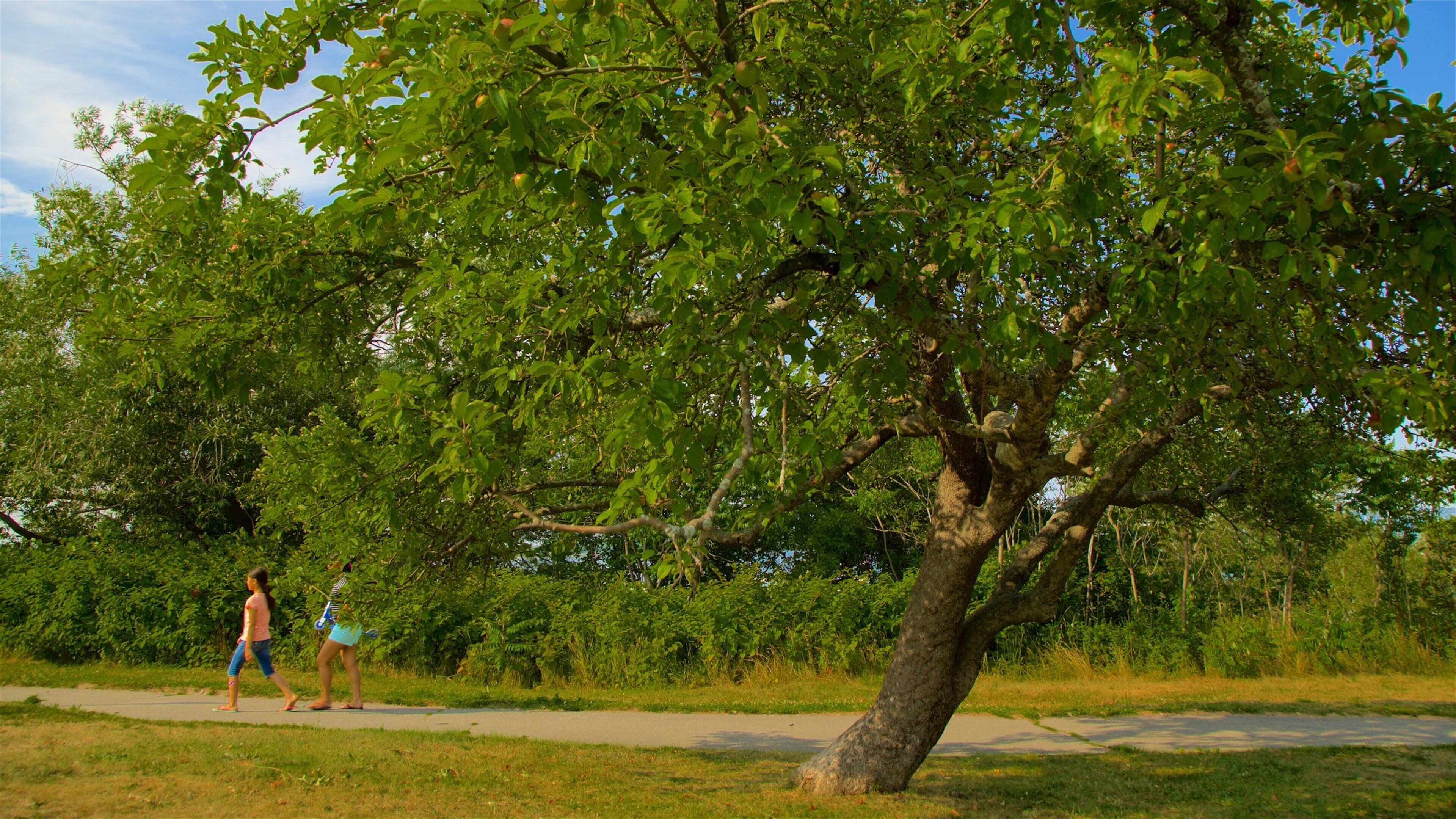 East Prom Trail แสดง สวน ตลอดจน เด็ก