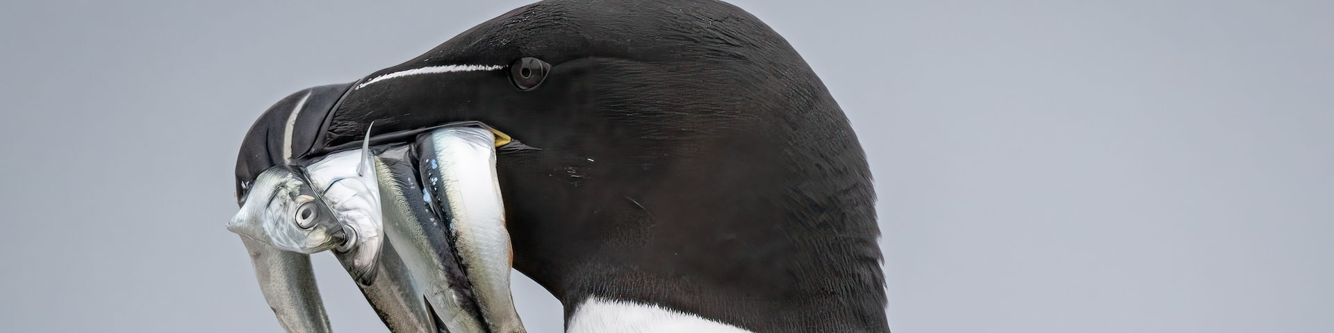 A razorbill (Alca torda) with a mouthfull of sardines, Machias Seal Island, New Brunswick, Canada