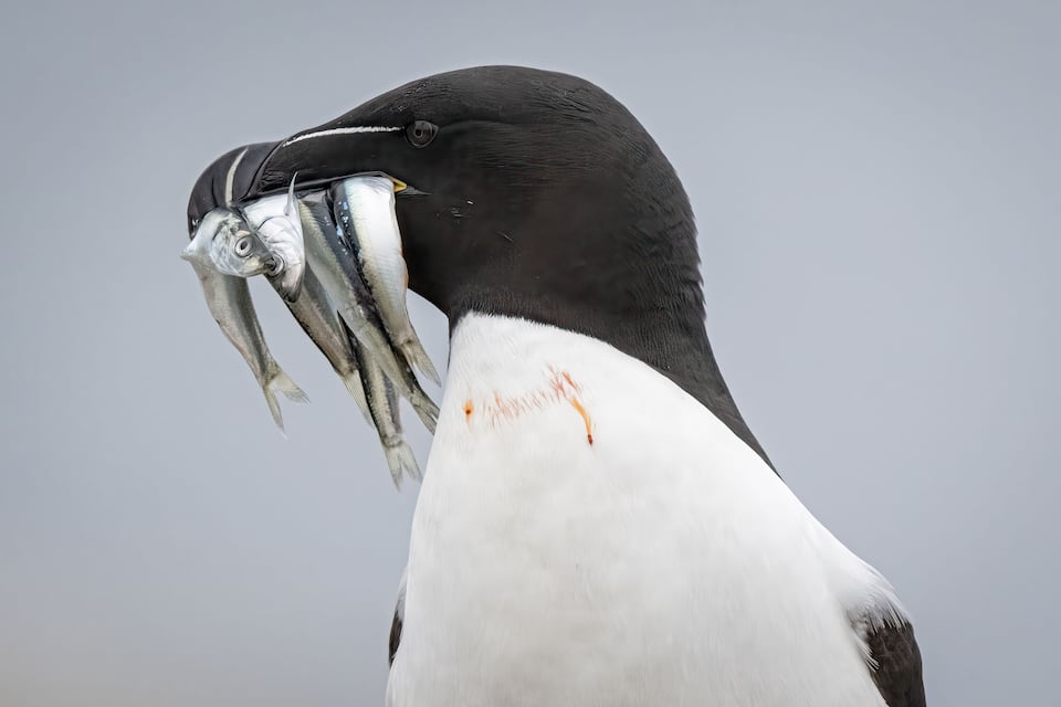 A penguin holding fish in its beak.