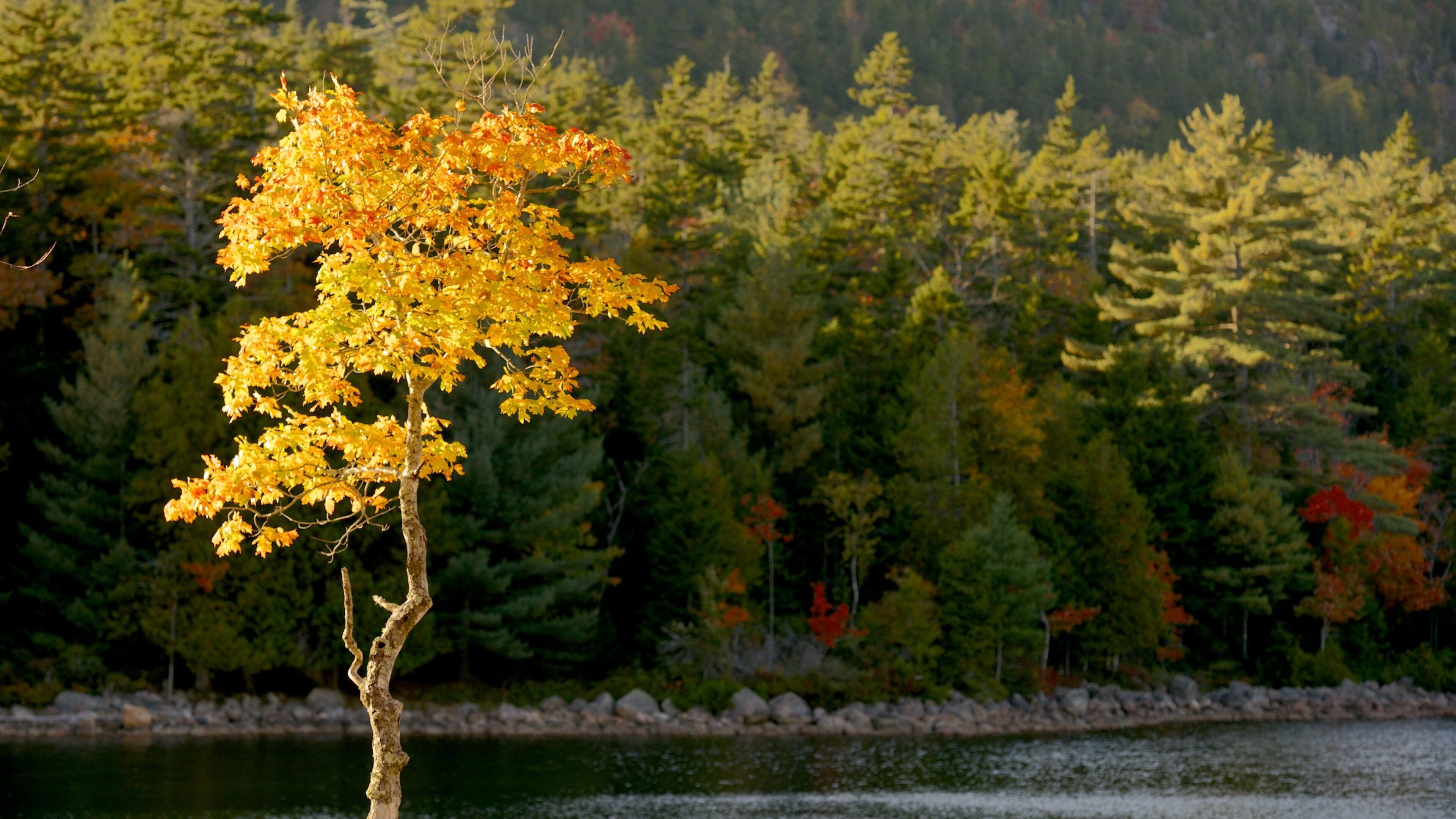 Bar Harbor som inkluderer skoglandskap og landskap