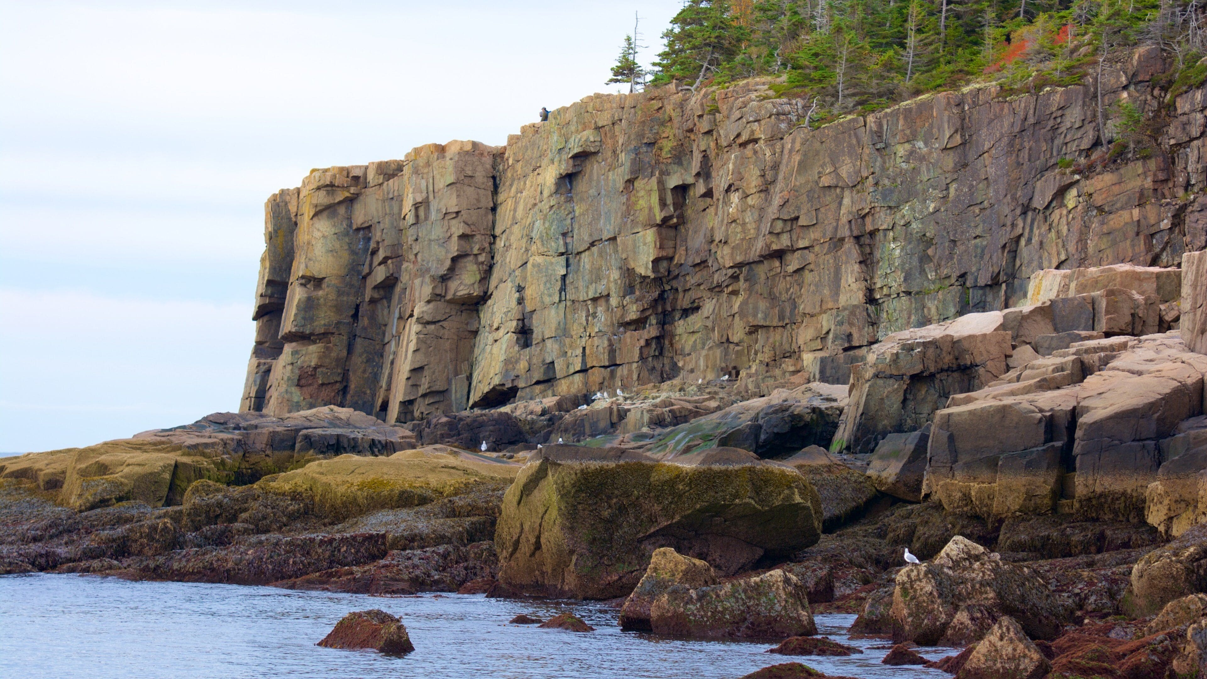 Otter Cliff som viser klippelandskap og kyst