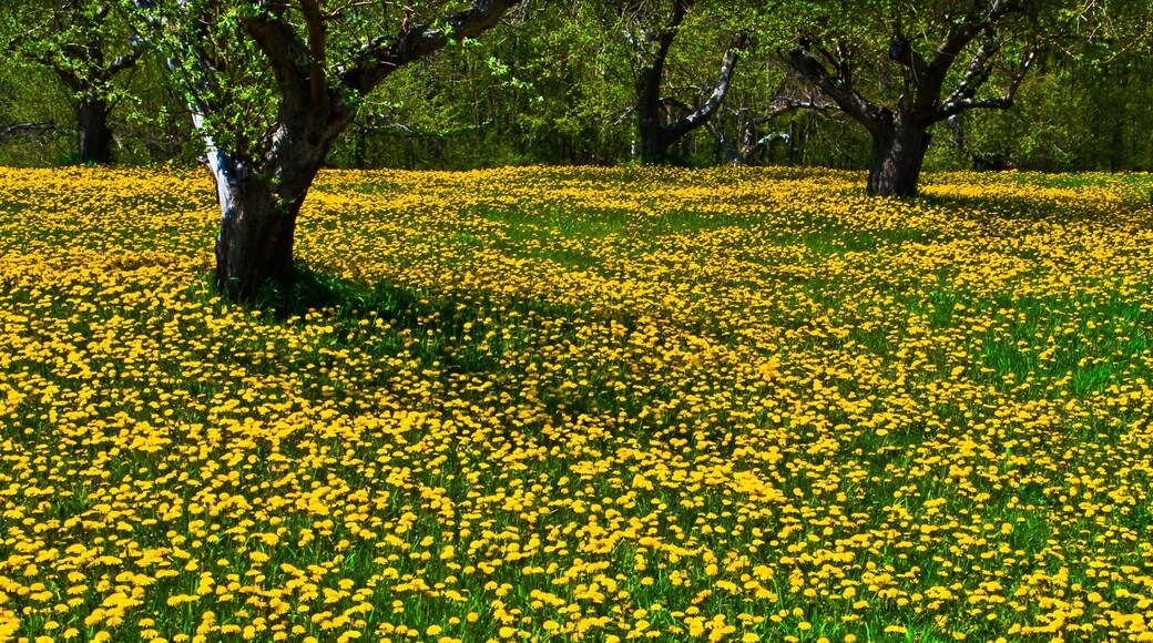 A Carpet of Dandelions Covering The Floor of an Apple Orchard in Door County, Egg Harbor, Wisconsin, USA