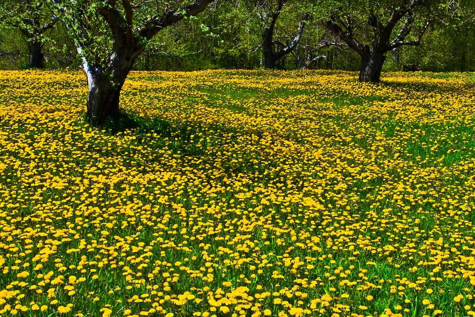 A field of yellow flowers with trees in the background.