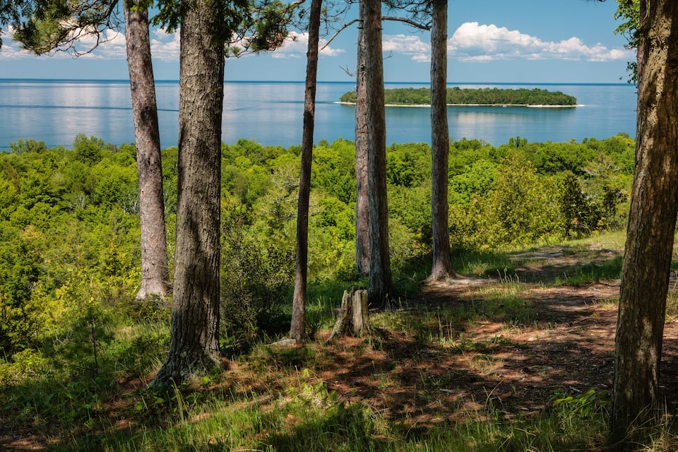 A forested area with tall trees and a view of a calm lake.