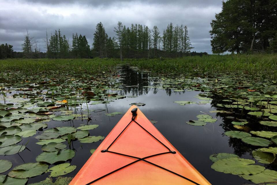 Un kayak en un estanque tranquilo rodeado de nenúfares y árboles.