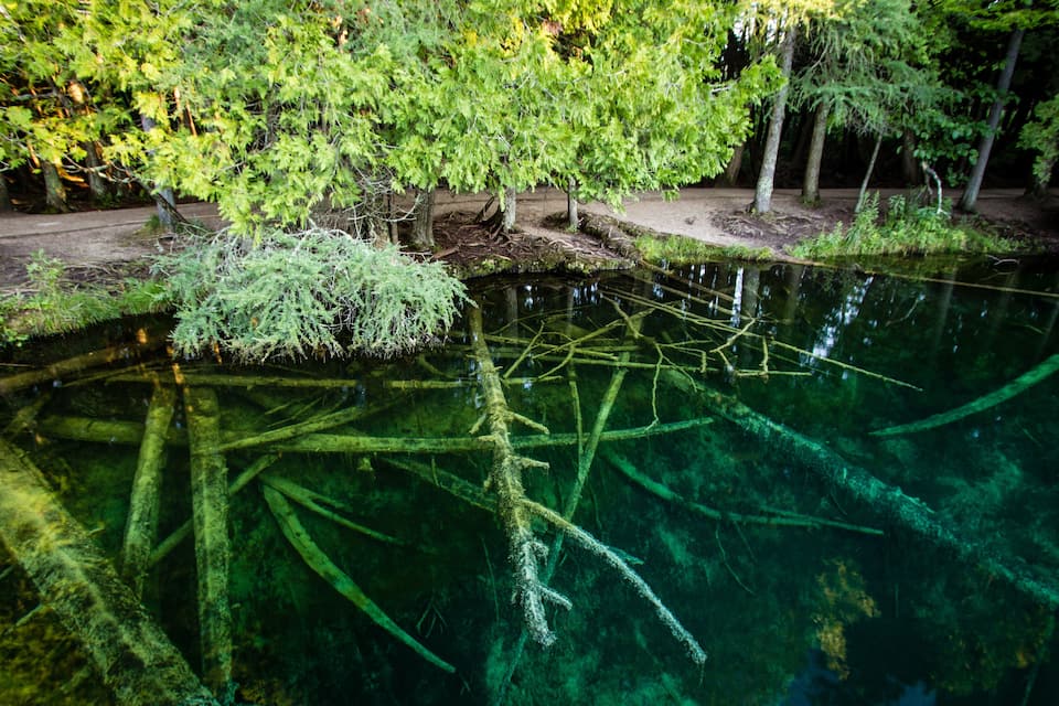A clear water body with submerged tree roots and surrounding greenery.