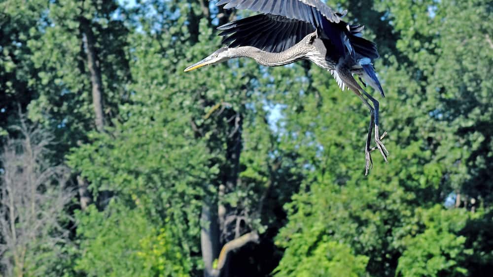 A heron in flight over a body of water with dense trees in the background.