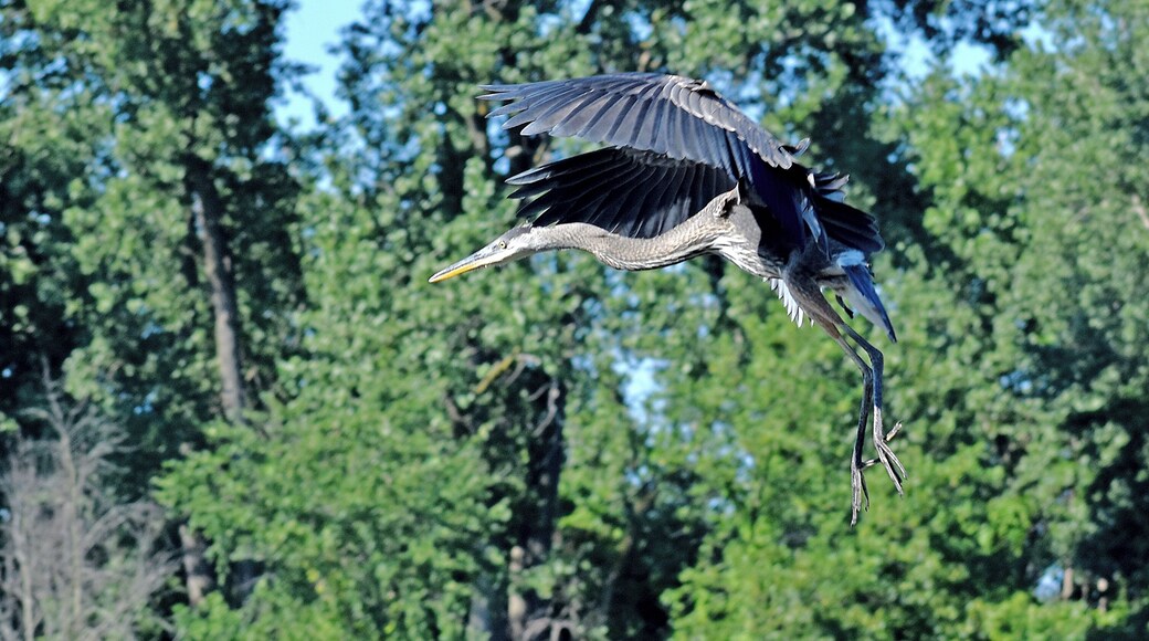 Great Blue on final approach.