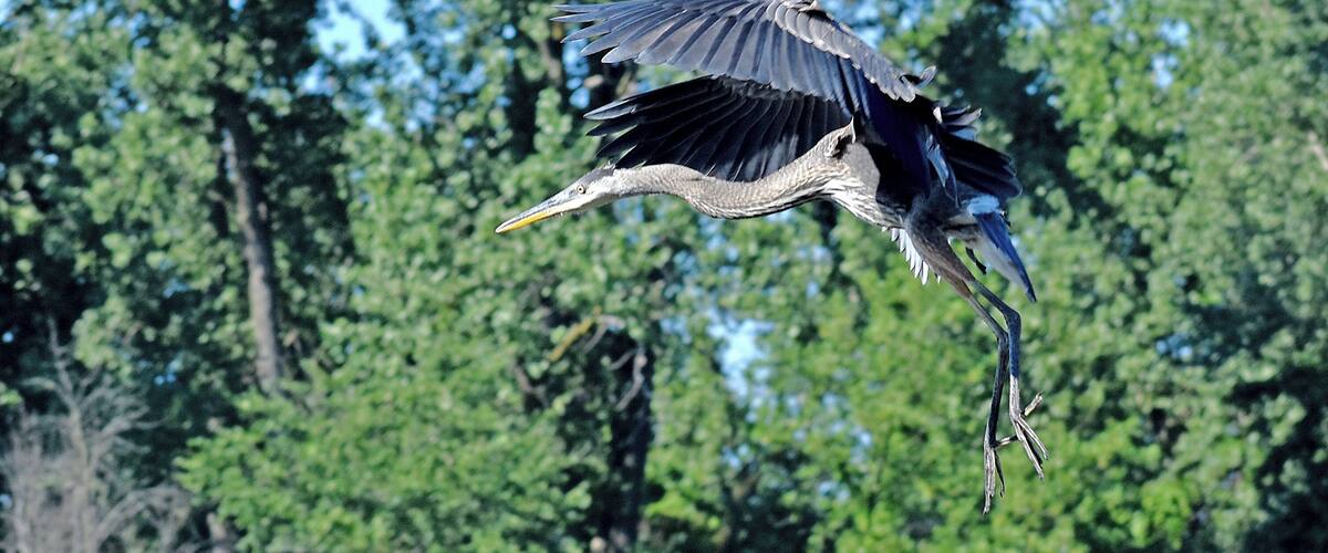 Great Blue on final approach.