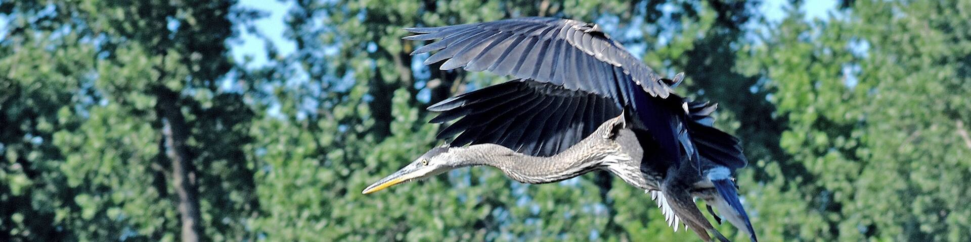 Great Blue on final approach.