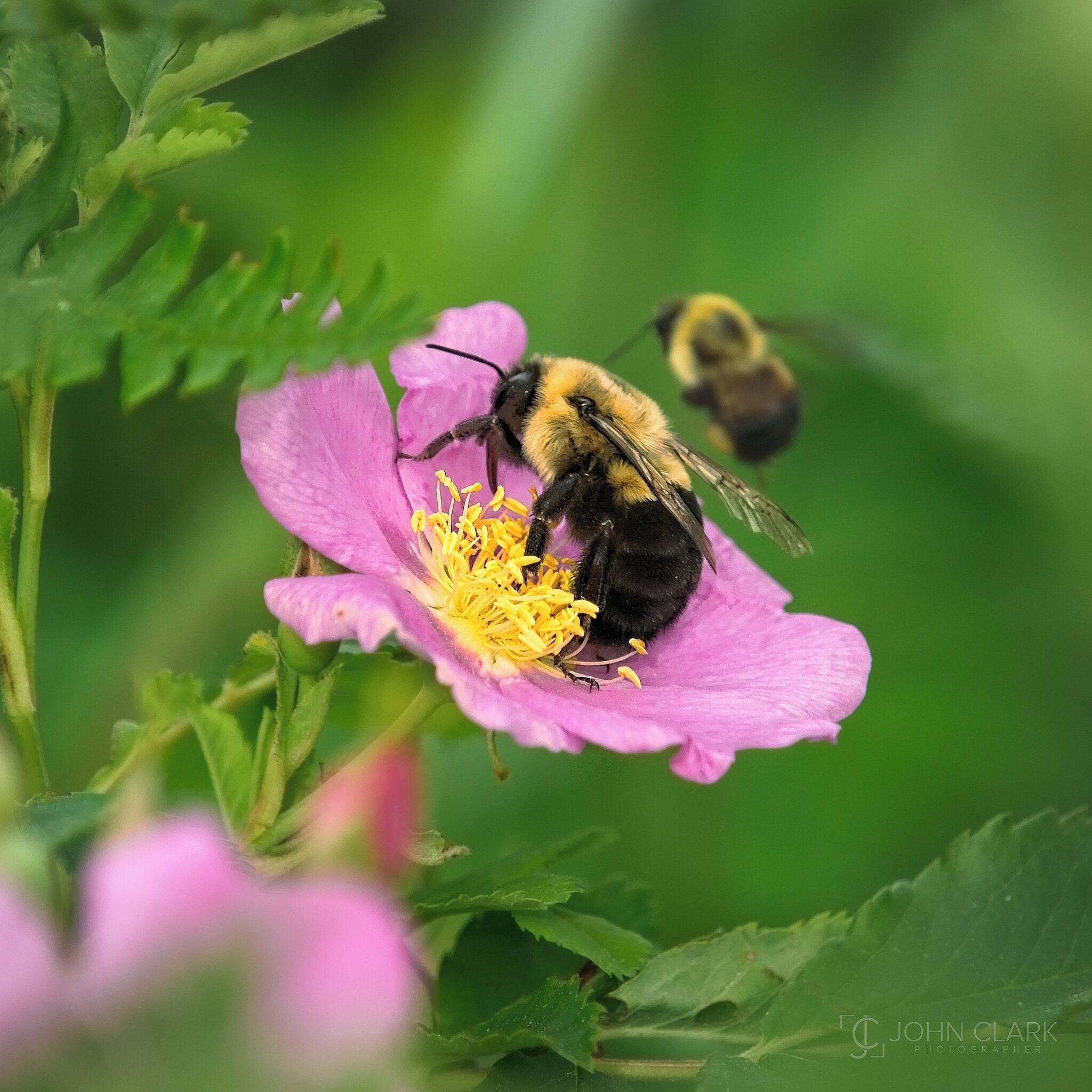 The Pollinator - The Super Hero of the Animal Kingdom

#bee #nature #michigan #animal #wildlife #flower