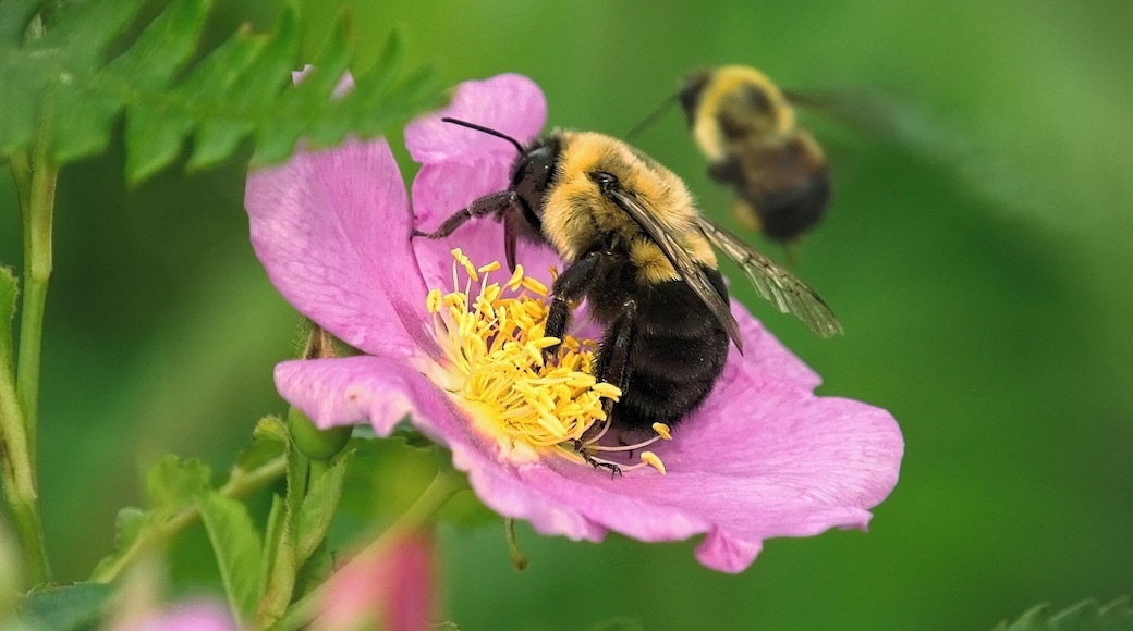 The Pollinator - The Super Hero of the Animal Kingdom
#bee #nature #michigan #animal #wildlife #flower