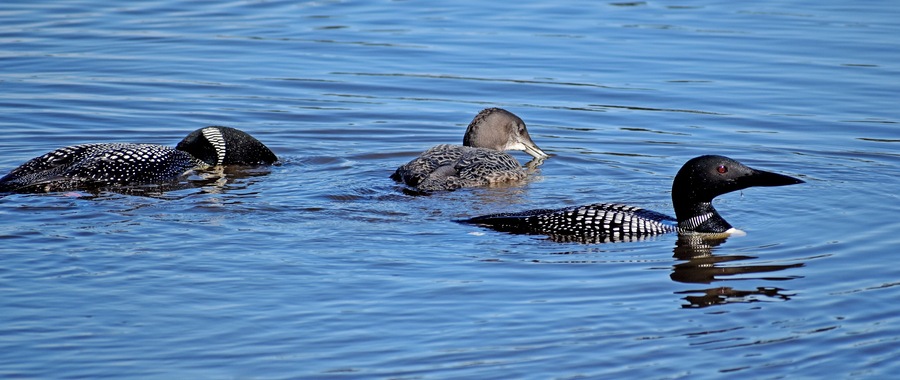 The refuge is in Michigan's upper peninsula. The 95,000+ acre refuge was established in 1935 as a refuge and breeding ground for migratory birds and other wildlife. The Marshland Wildlife Drive is a 7 mile auto route which allows close-up observations such as these loons
