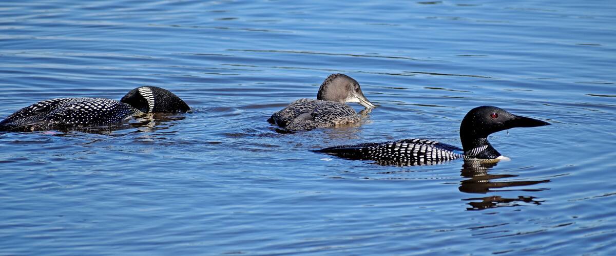 The refuge is in Michigan's upper peninsula. The 95,000+ acre refuge was established in 1935 as a refuge and breeding ground for migratory birds and other wildlife. The Marshland Wildlife Drive is a 7 mile auto route which allows close-up observations such as these loons
