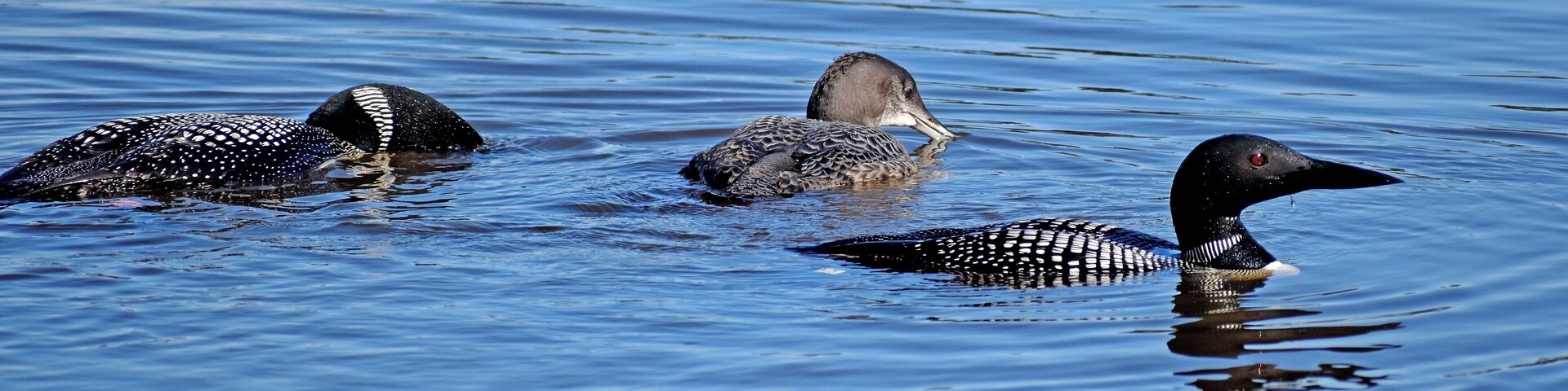 The refuge is in Michigan's upper peninsula. The 95,000+ acre refuge was established in 1935 as a refuge and breeding ground for migratory birds and other wildlife. The Marshland Wildlife Drive is a 7 mile auto route which allows close-up observations such as these loons