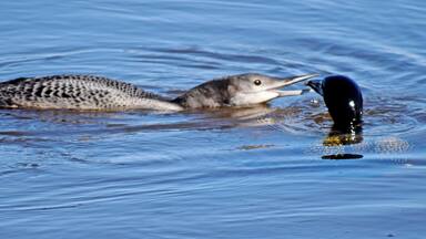 Male & Female Loons.