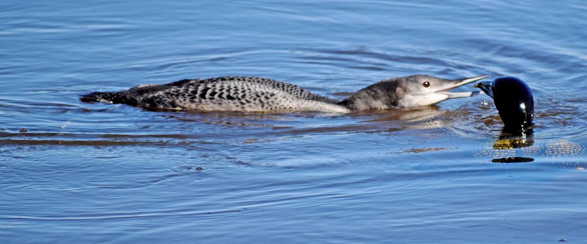A loon with a fish in its beak, floating on water.