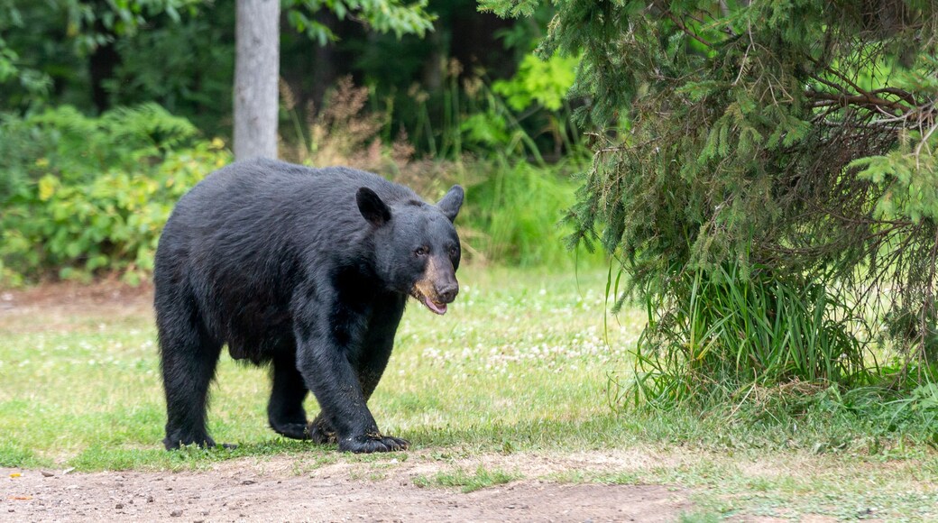 American Black Bear Entering a Clearing in the Wild