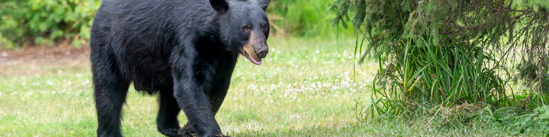 American Black Bear Entering a Clearing in the Wild