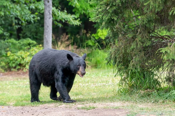 American Black Bear Entering a Clearing in the Wild