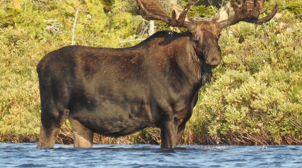 Northeast whitewater outfitters offered a great moose tour. Found this bull while exploring the lake in our canoes. Gorgeous!
