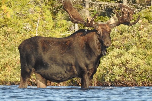 Northeast whitewater outfitters offered a great moose tour. Found this bull while exploring the lake in our canoes. Gorgeous!