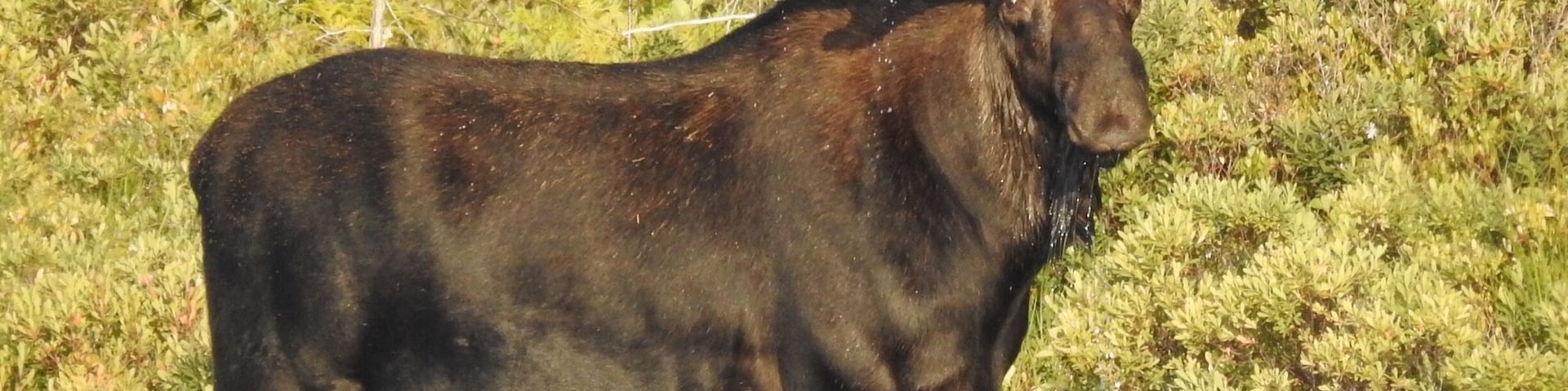 Northeast whitewater outfitters offered a great moose tour. Found this bull while exploring the lake in our canoes. Gorgeous!