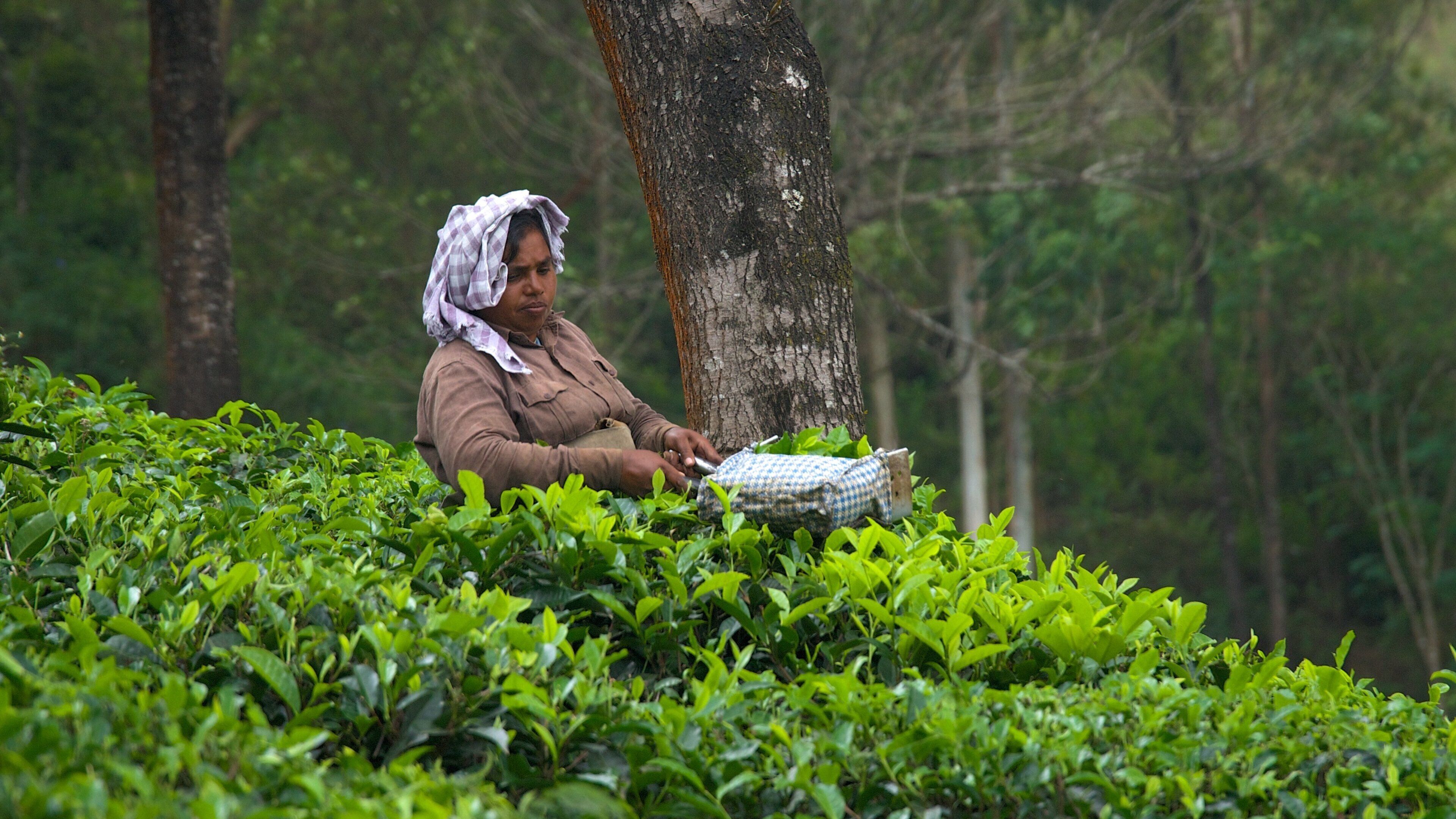 伊杜基區 设有 農場 以及 一個女性