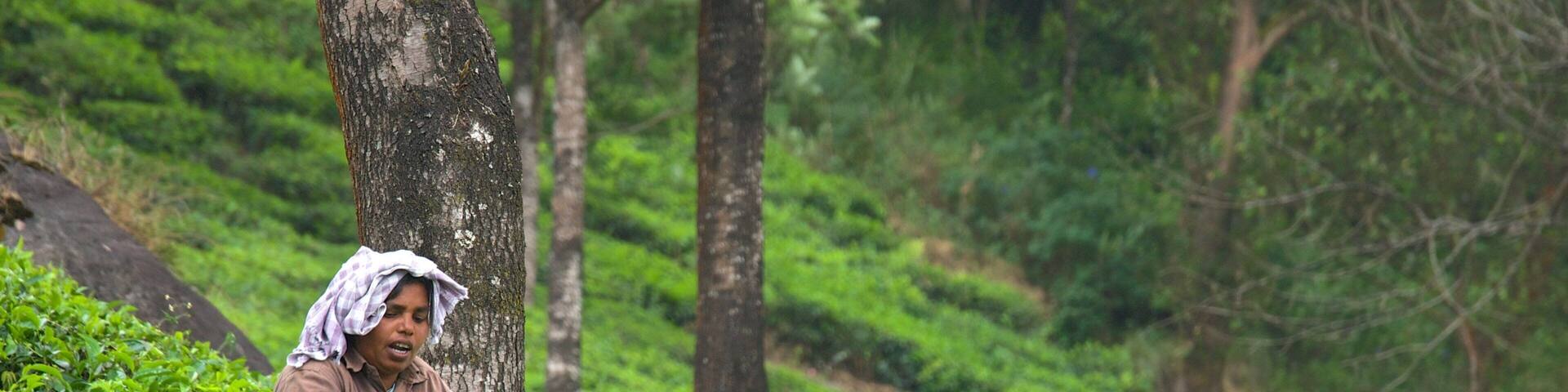 Tea Gardens featuring farmland as well as an individual femail