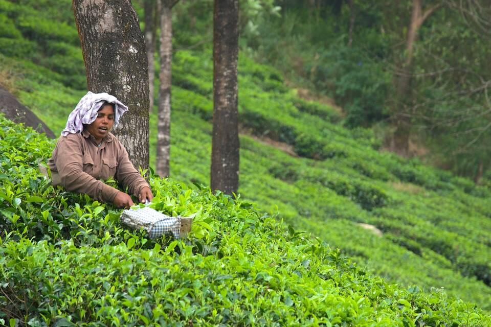 A person harvesting tea leaves in a lush, green tea plantation.