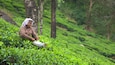 Tea Gardens featuring farmland as well as an individual femail