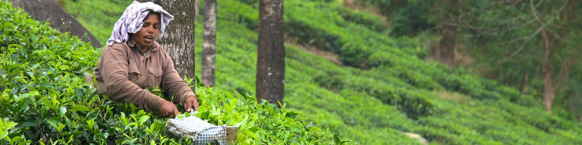 Tea Gardens featuring farmland as well as an individual femail
