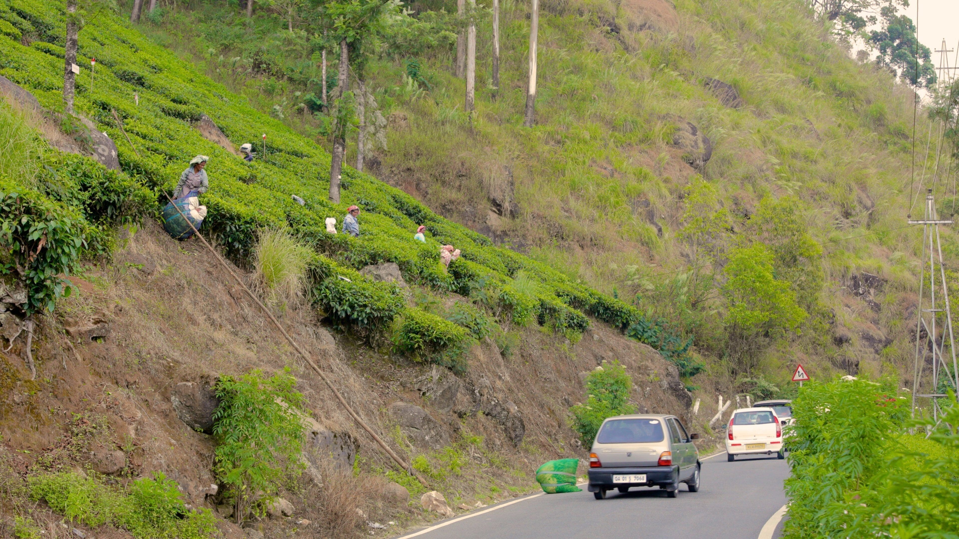 Tea Gardens som omfatter fredfyldte omgivelser såvel som en lille gruppe mennesker