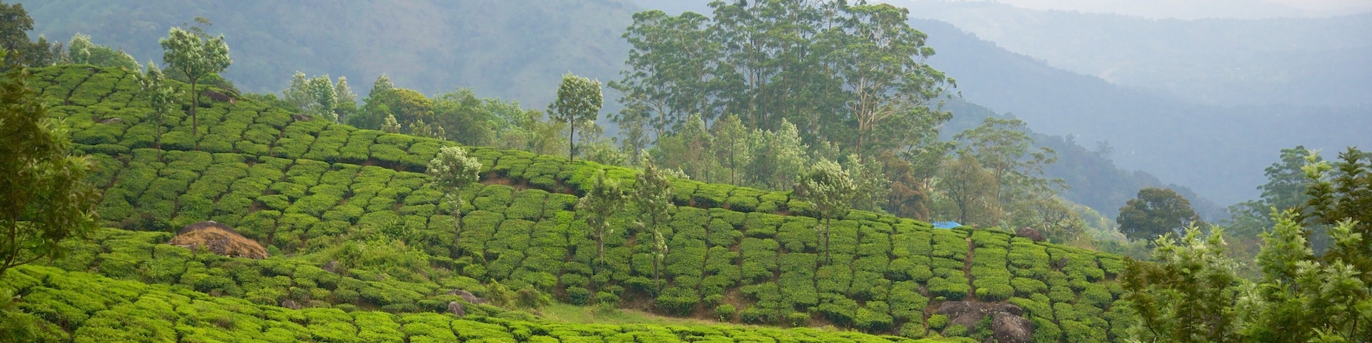 Tea Gardens featuring tranquil scenes and landscape views