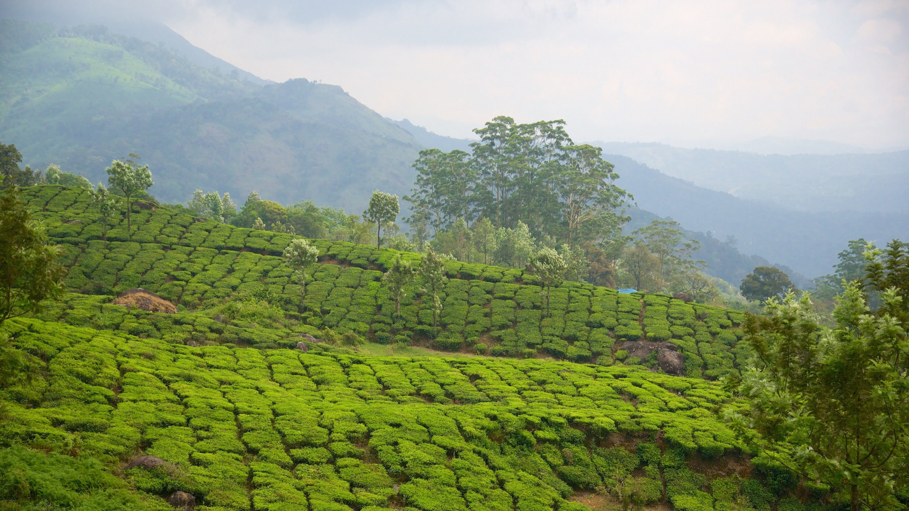 A lush tea plantation with terraced fields and a backdrop of misty mountains.