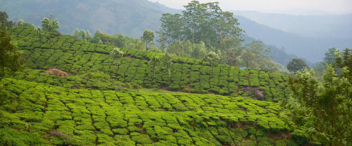 A lush tea plantation with terraced fields and a backdrop of misty mountains.