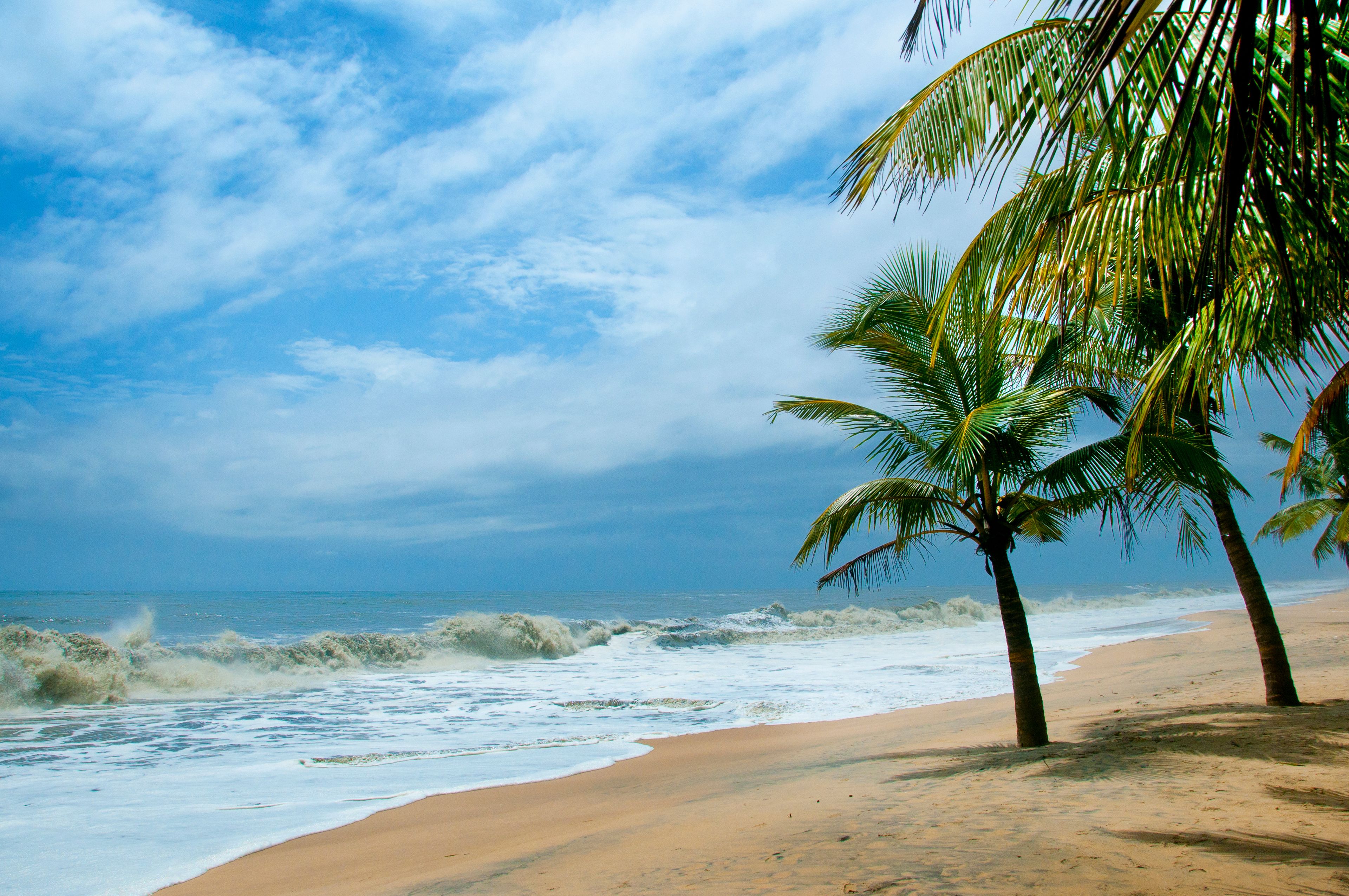 Coconut groove in the sandy beach of Mararikulam, Kerala