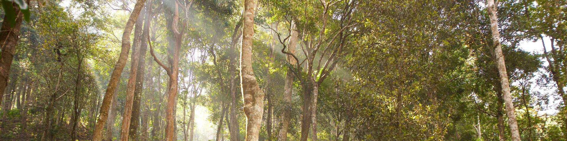 Madikeri featuring rainforest