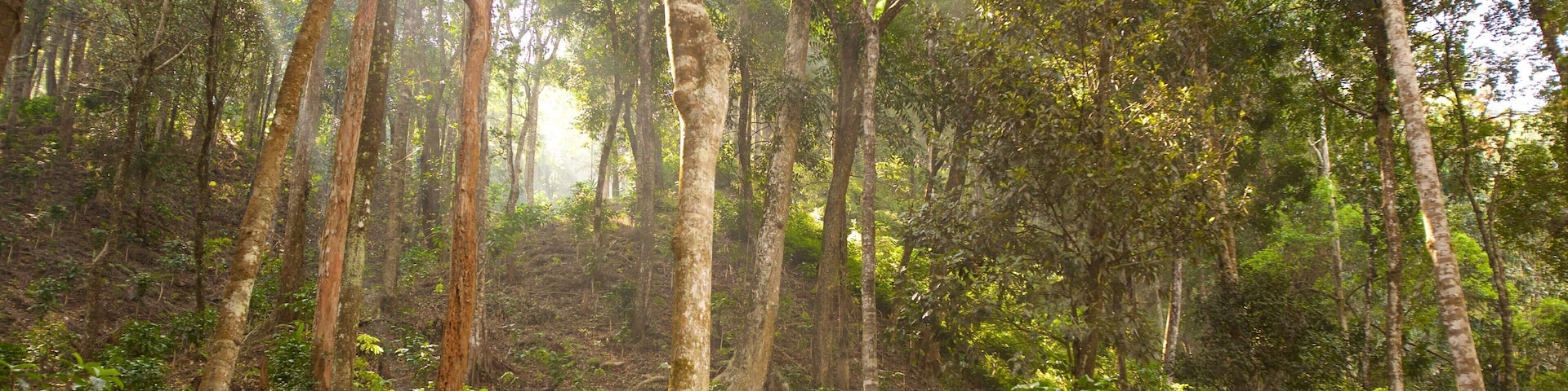 Madikeri featuring rainforest