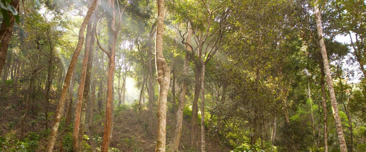 A dense forest with tall trees and thick underbrush.