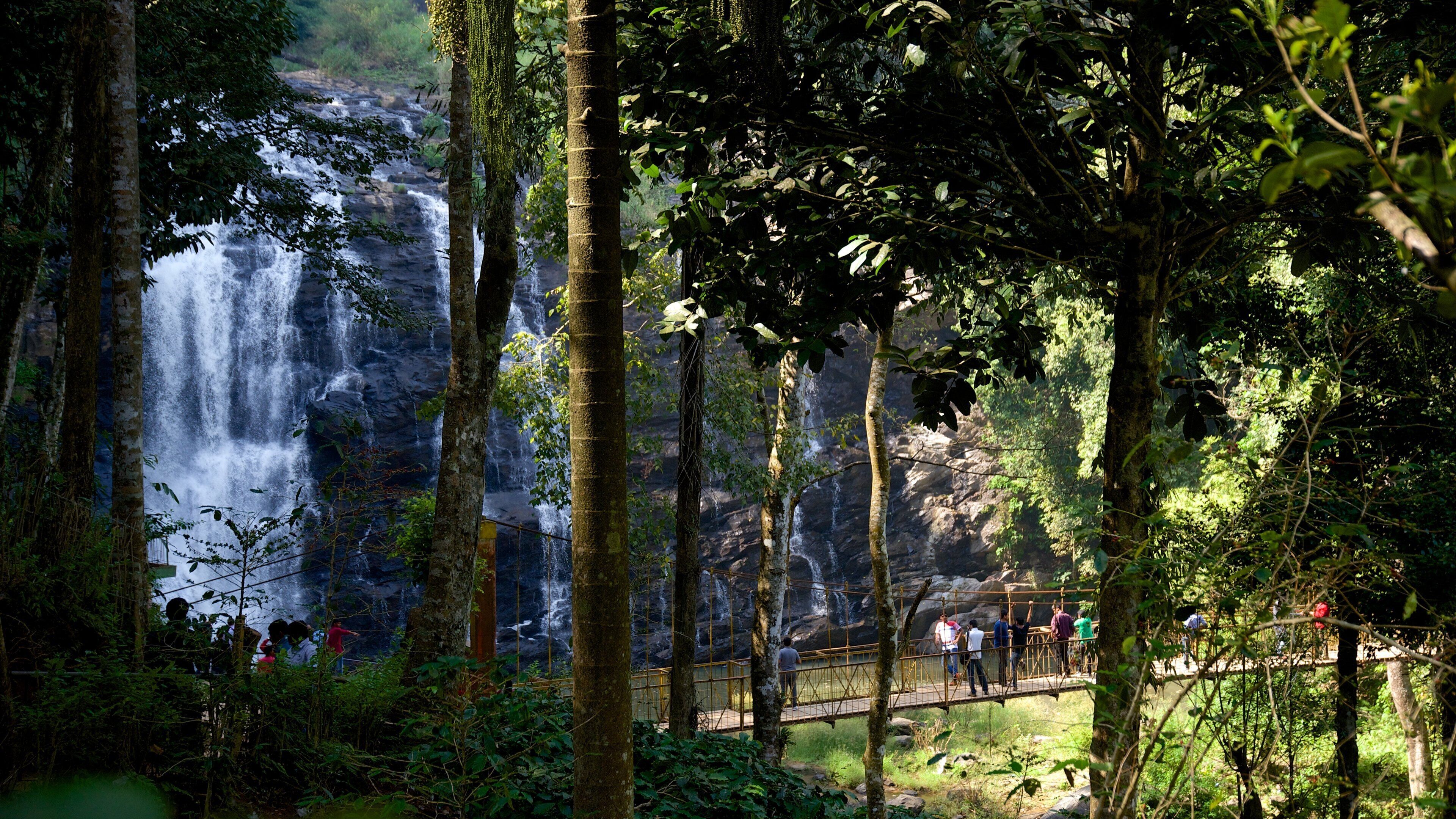 Abbey Falls which includes forests