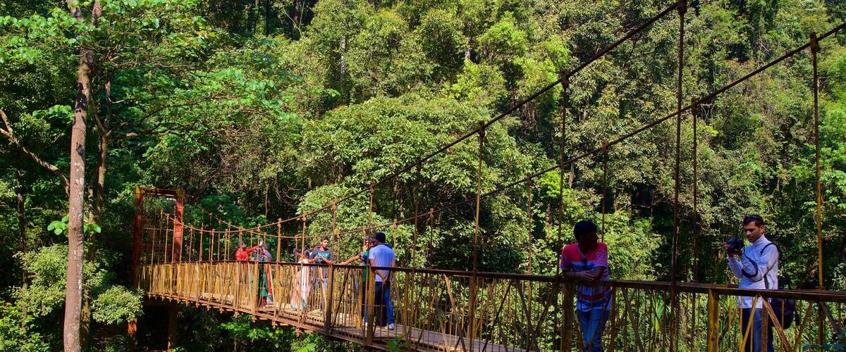 Madikeri showing a suspension bridge or treetop walkway and rainforest as well as a small group of people