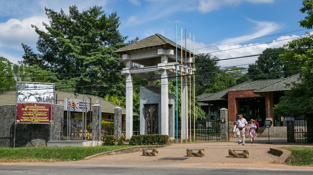 Pinnawela Elephant Orphanage