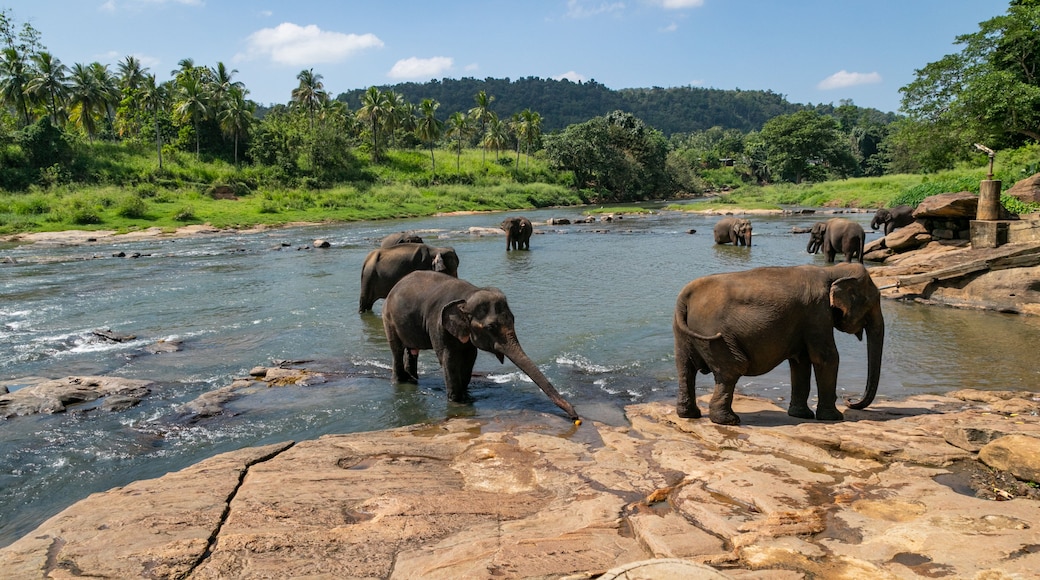 Pinnawela Elephant Orphanage showing a river or creek, cuddly or friendly animals and tranquil scenes
