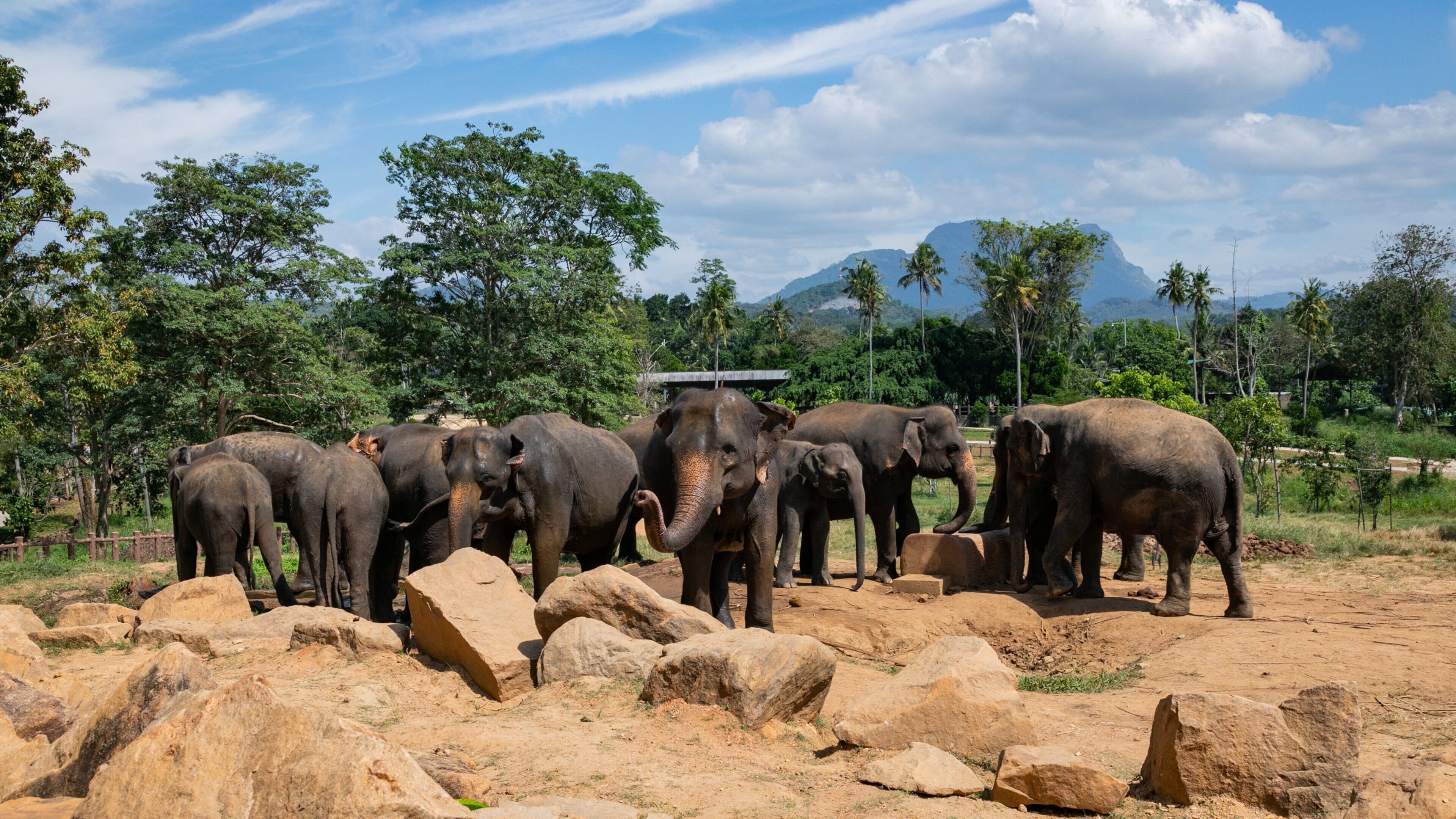 Pinnawela Elephant Orphanage featuring zoo animals, land animals and cuddly or friendly animals